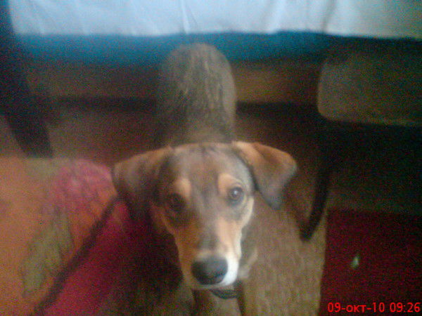 Дарья Давыдова