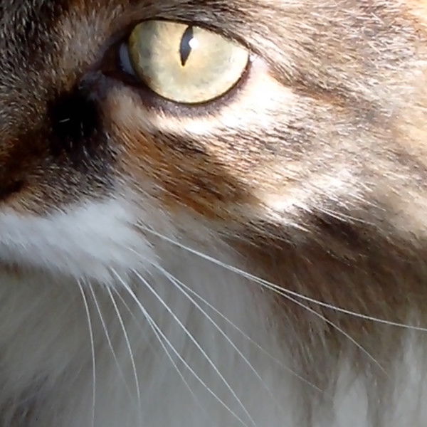 Ирина Богданова