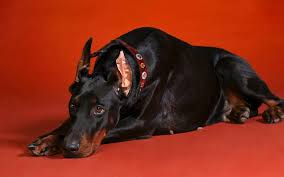 Максим Исакович