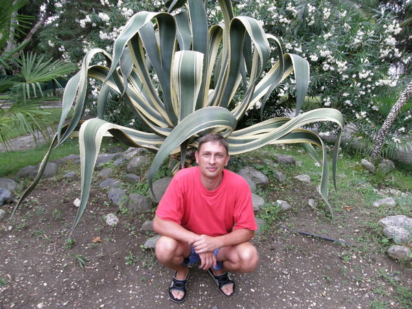 Александр Леви