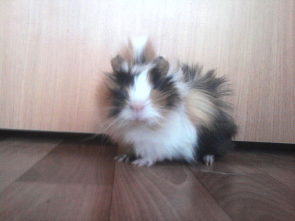 |Лена Бобылева|