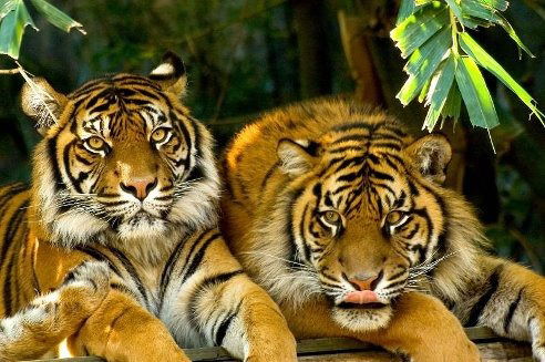 Костя Нечеухин