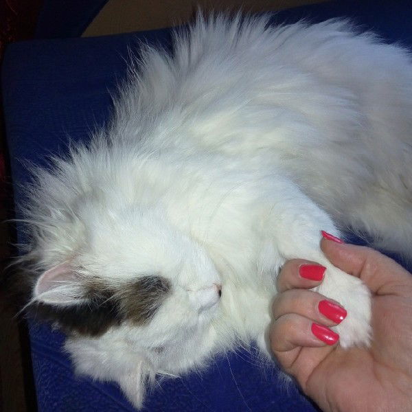 Людмила Просто