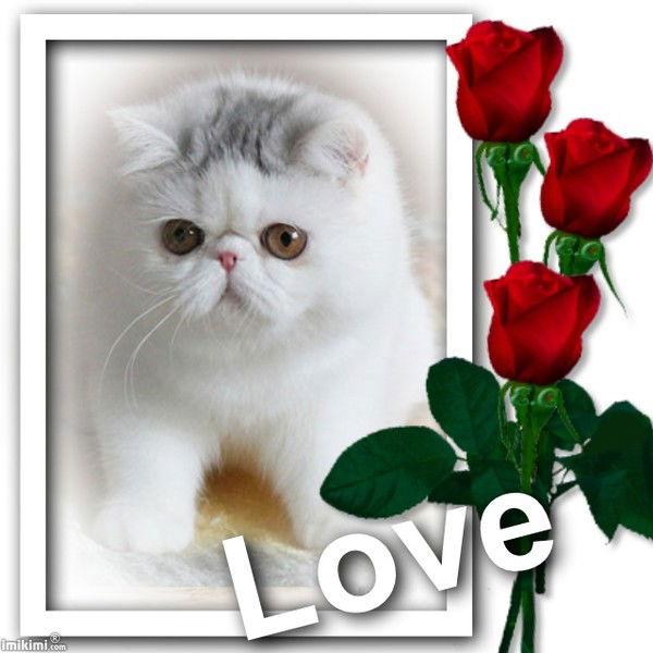 Залия Варянина