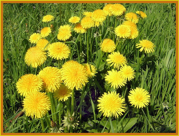 Косарев Николай