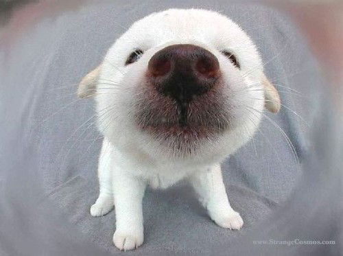 Денис Шутов