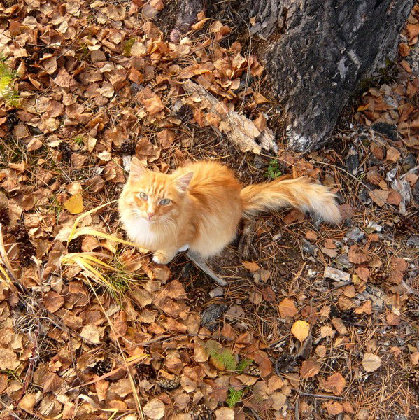 Роман Лебедев