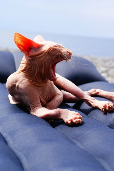 Стас Пупкин