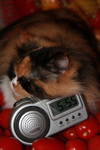 Денис Волков