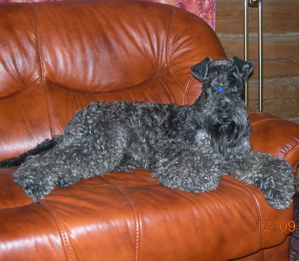 Олег Григорьев