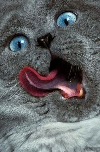 Родион Валеев