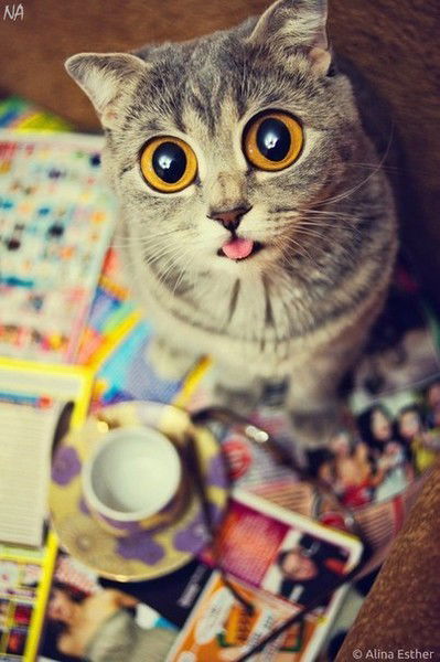 Дарья Чеботарёва