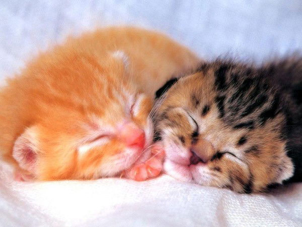 Катя Балашова