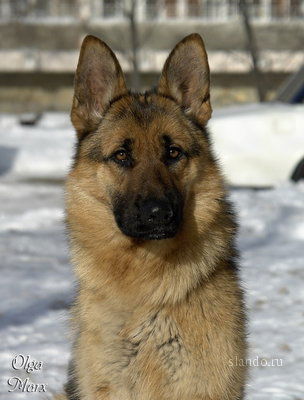 Игорь Егоров