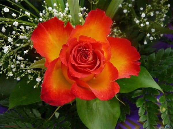 Марина Прима