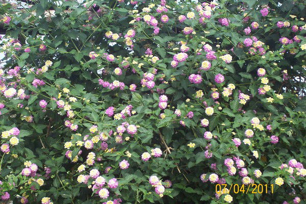 Элина Загудаева