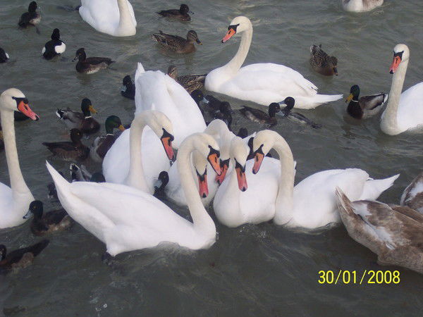 Светлана Омарова