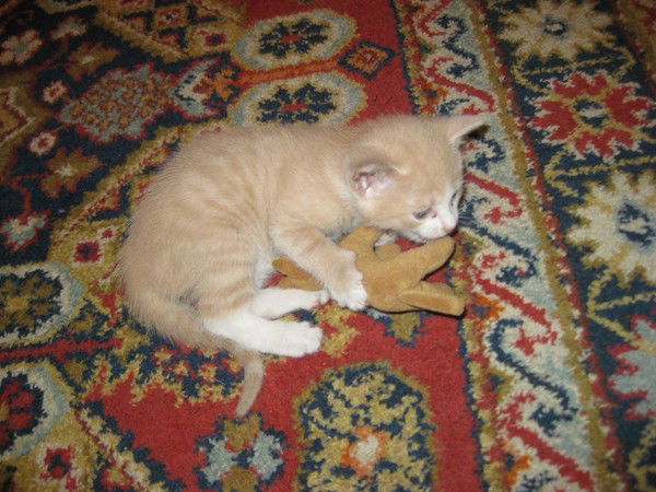 Спяльс Софья