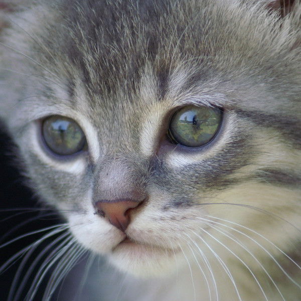 Аниме Няшка