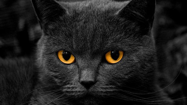 Андрей Каменских