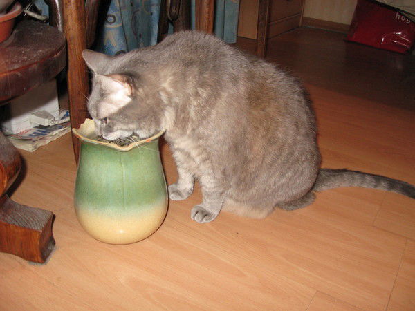 Саша Павленко