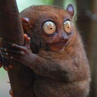 Василий Суворов