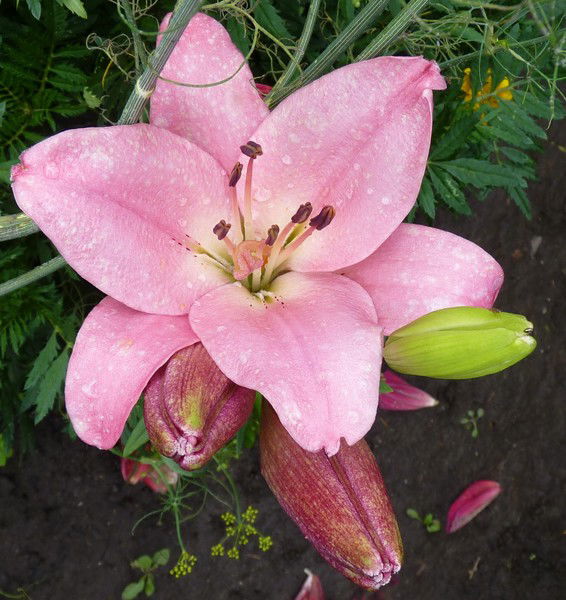 Лилия Борисова