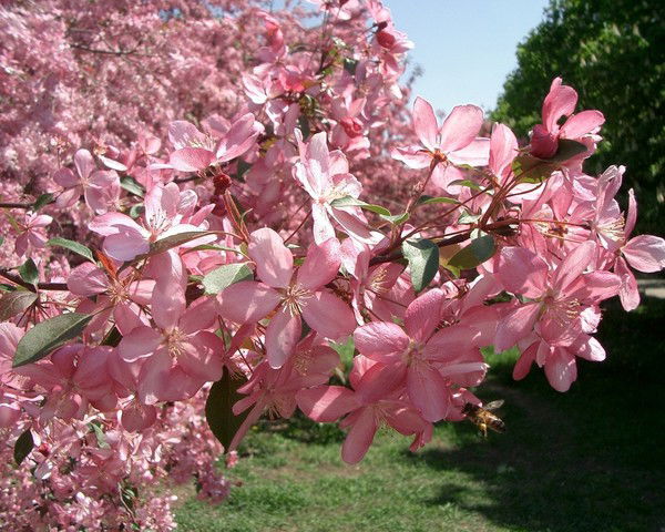 Андрей Анисей