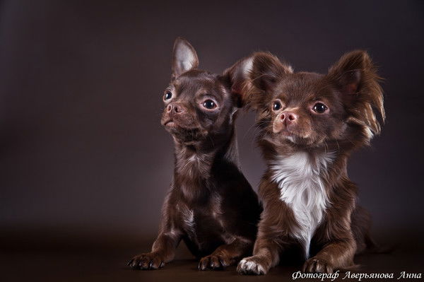 Елена Аленькина