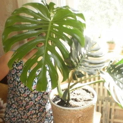 Елена Целякова