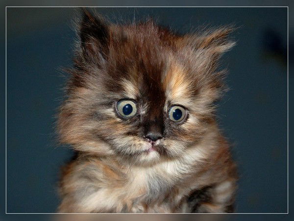 Владислав Мудриченко