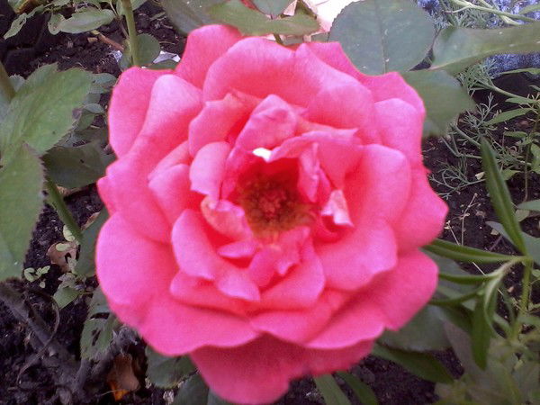 Ралия Мурзина