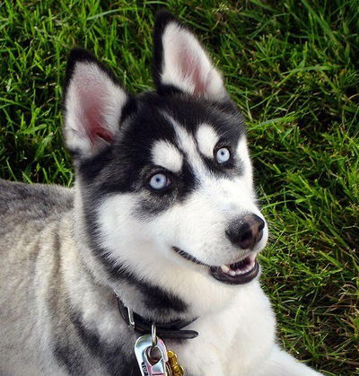 Катя Дунюшкина