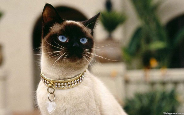 Ольга Долинина