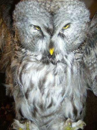 Майк Иванов