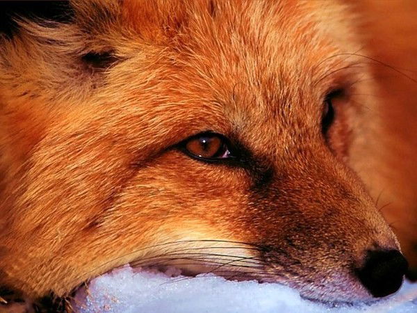 Алена Лисалиса