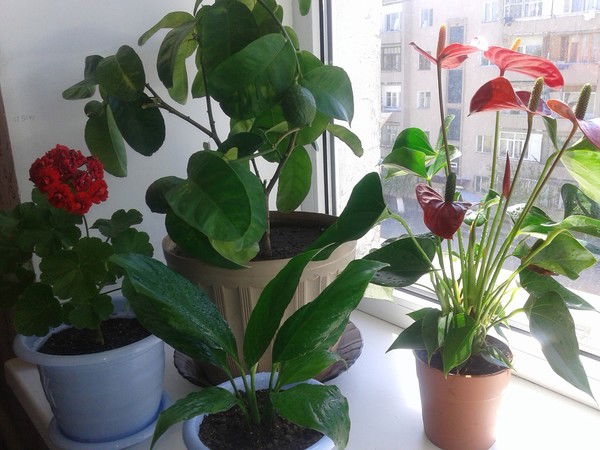 Музира Смагулова