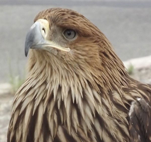 Александр Соколов