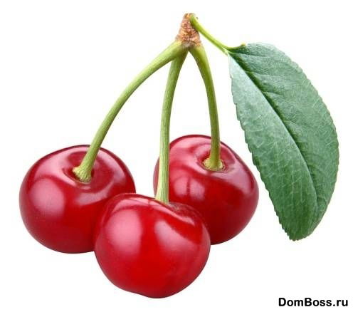 Мбдоу № 47 Вишенка