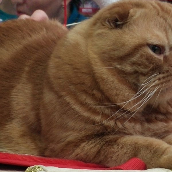 Виктория Бабай