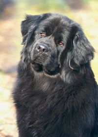 Ирина Куприна