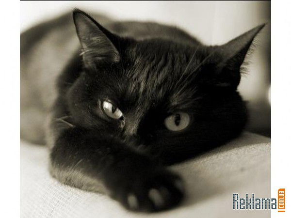 Ирина Фокина