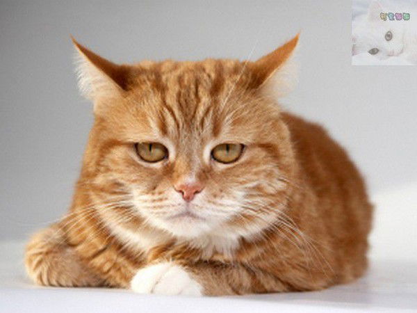 Елена Катилова