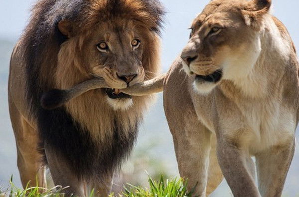 Владик Симыкин