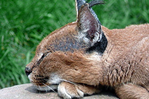 Светлана Чернопалкина