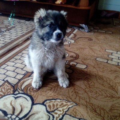 Иван Пятаков