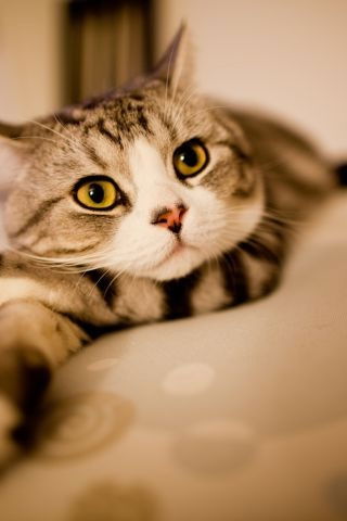 Оксана Соколова