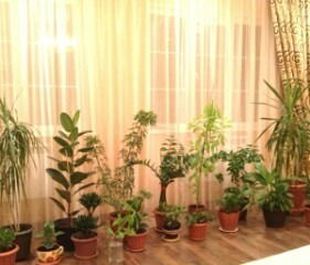 Света Махмутова