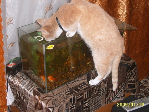 Олеся Нольфина