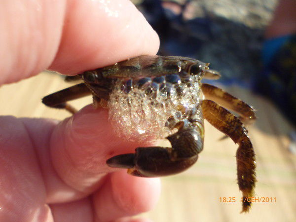 Станислав Залевский